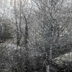 birch and prunus trees - photography