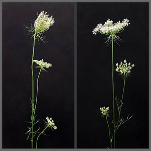 milk parsley flowers - photography