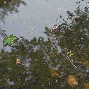 pond, surface and reflection - photography