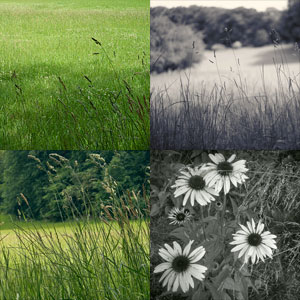 4 pictures of grasses and flowers - photography