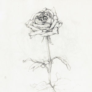 rose - pencil drawing