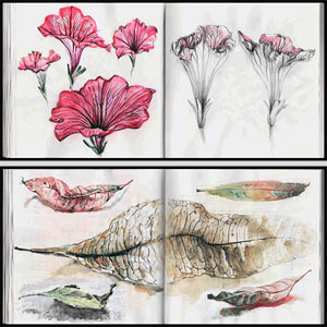 petunias, pachira leaves - watercolor and pencil, flora sketchbook