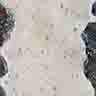 click to open gallery - Alba