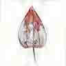 click to open gallery - Chinese Lanterns