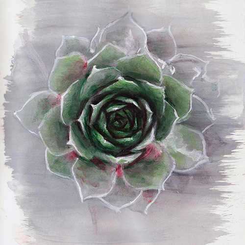 painting titled Sempervivum - gouache and ink on paper