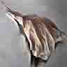 click to open gallery - Silverleaf