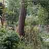 click to open gallery - garden and pond, to bushes and pond