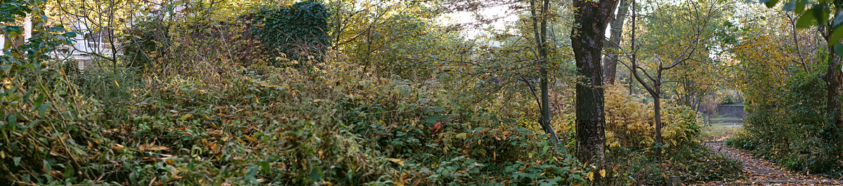 Garden and Pond Series - Path to Pond