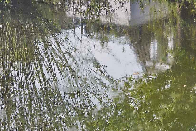 Garden and Pond Series - Light on Water, 11:00 am