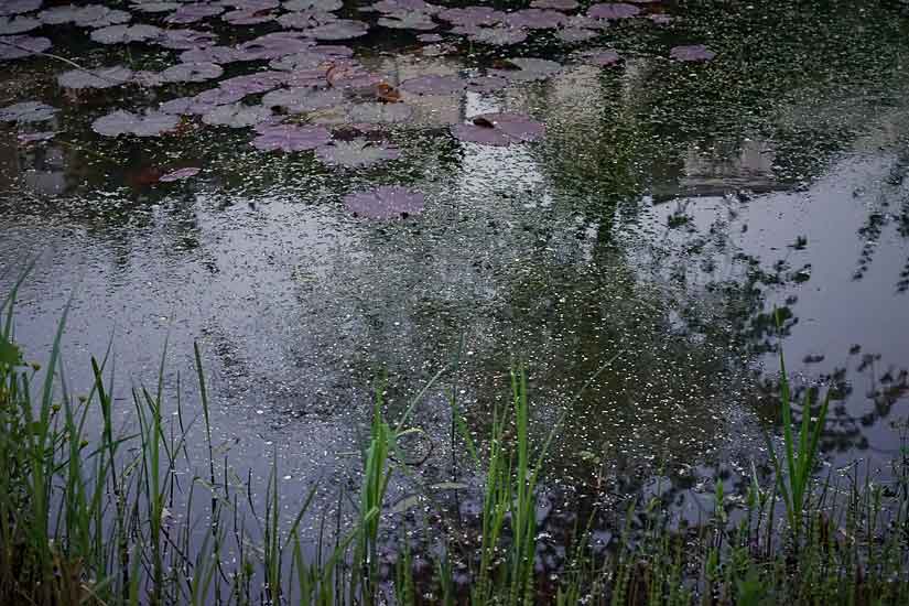 Garden and Pond Series - Light on Water, 8:00 pm