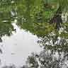 click to open gallery - garden and pond, to willow 12:00 noon