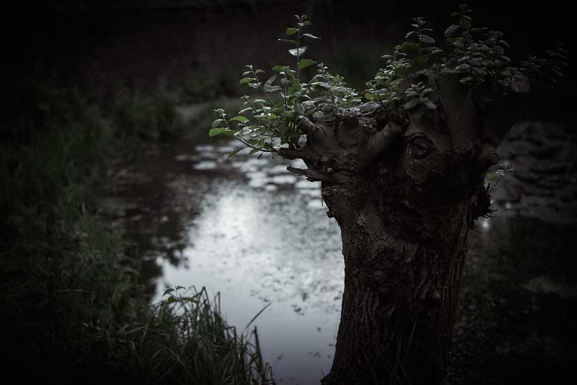 Garden and Pond Series - Light on Water, 4:00 am