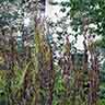 click to open gallery - garden and pond, to wilted leaves and flowers