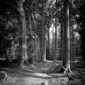 click to open gallery - Along the Trail