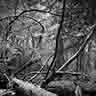 click to open gallery - On the Forest Floor