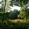 click to open gallery - Into the Fern Fields