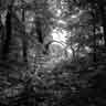 click to open gallery - The Bent Tree