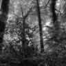 click to open gallery - Against the Light