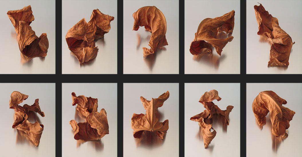 Still-Life Pictures: 10 Leaves