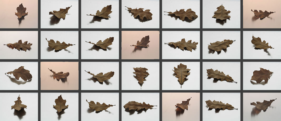 Still-Life Pictures: 28 Leaves