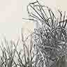 click to open gallery: to Ditchside Grasses (1)