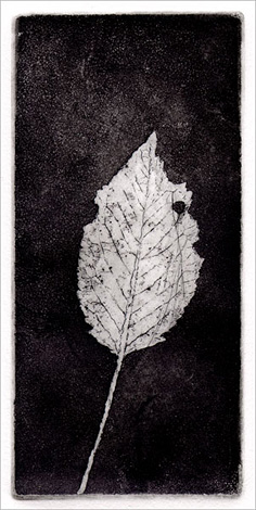 engraving of little leaf, etching, aquatint