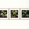 click to open gallery: to Prunus Leaves Series