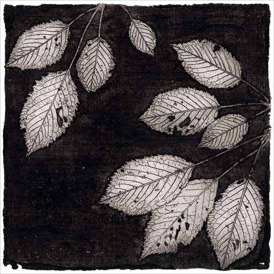 engraving of prunus (1), etching, mezzotint, aquatint