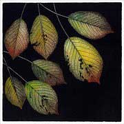 prunus etching