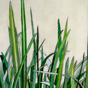 waterflag - green version