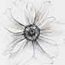 click to open gallery - anemones