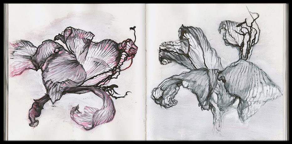flora skechbook: dried lily - dried lily