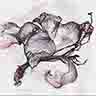 click to open gallery - dried lilies