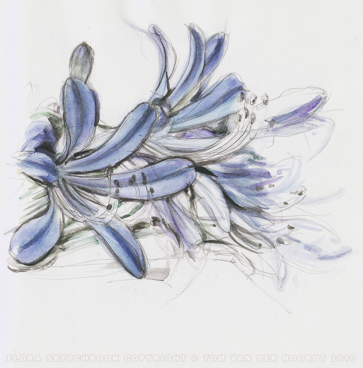 agapanthus-21b-flora-sketchbook-pagedetail