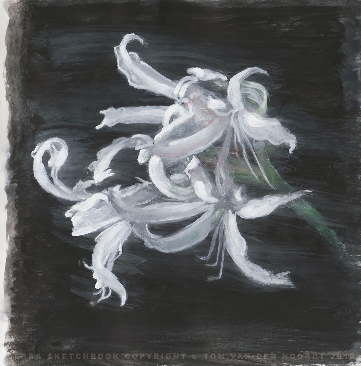 branch-of-lilies-04b-flora-sketchbook-pagedetail