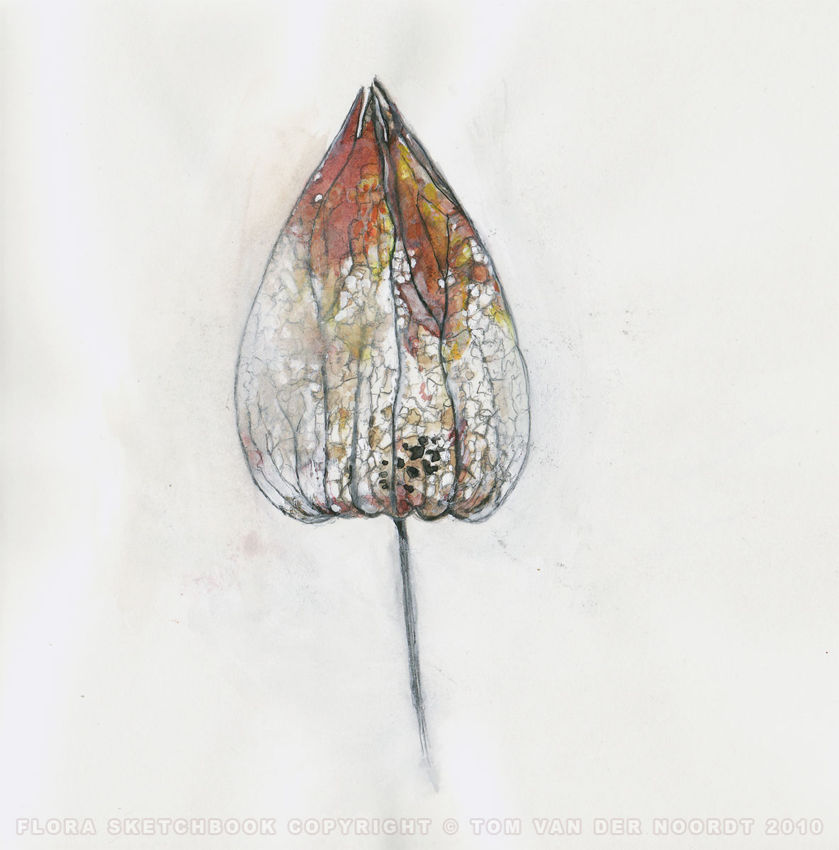 chinese-lantern-02b-flora-sketchbook