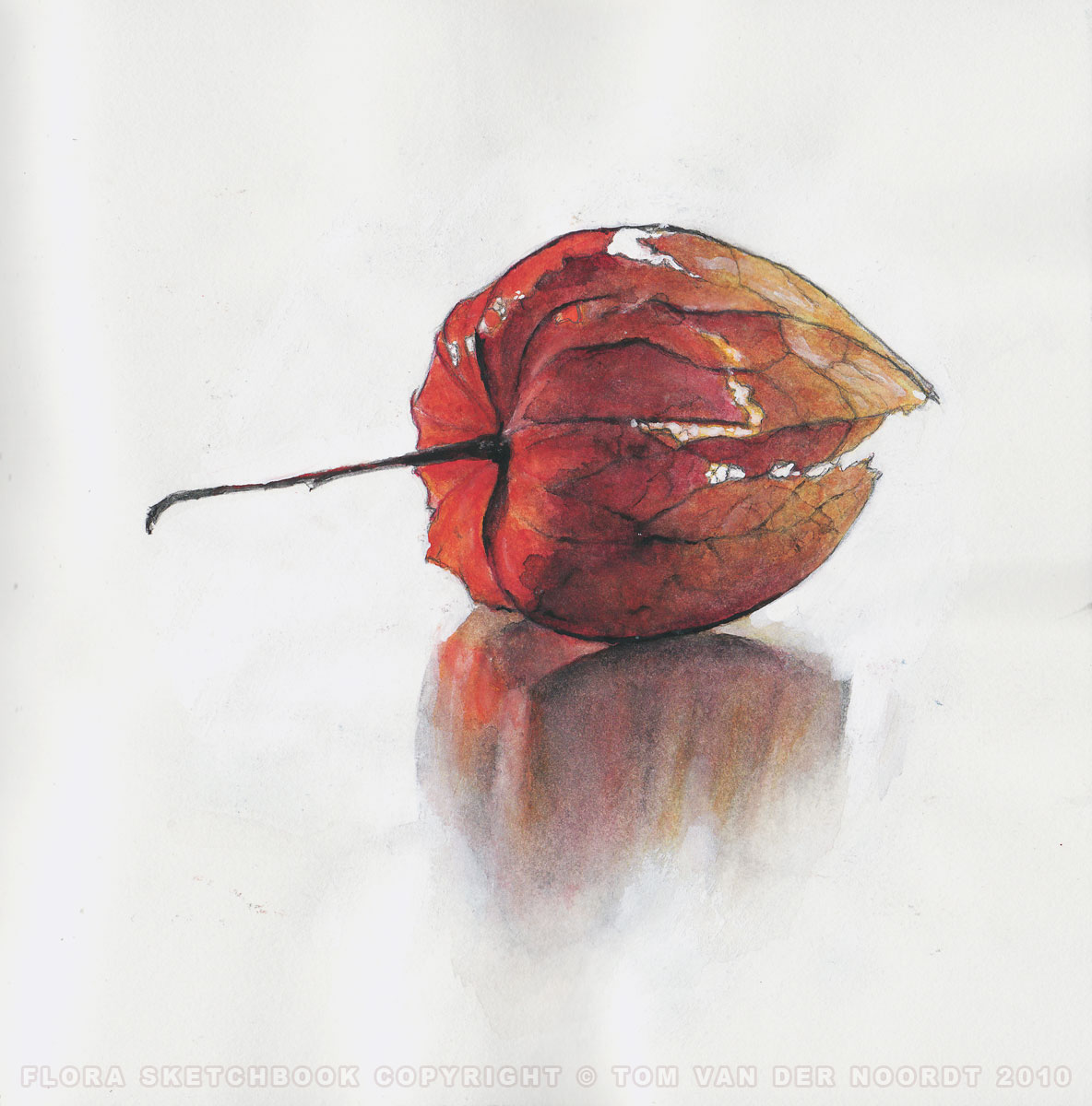chinese-lantern-03b-flora-sketchbook