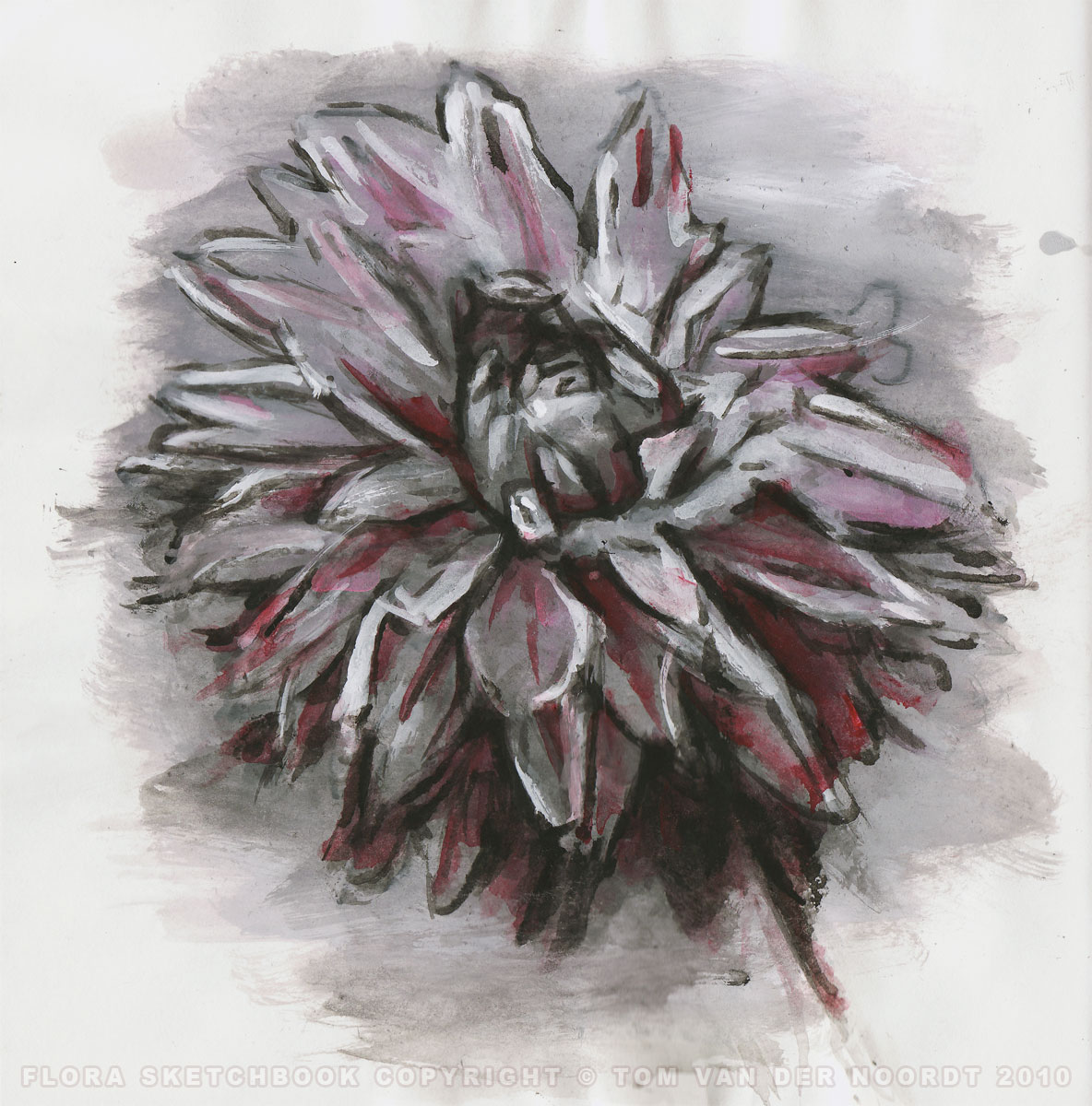 chrysanthemum-01a-flora-sketchbook-pagedetail