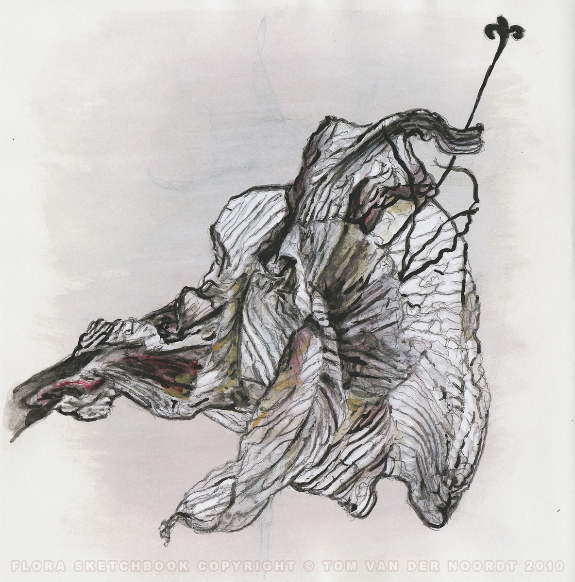 lilies-dried-05a-flora-sketchbook-pagedetail