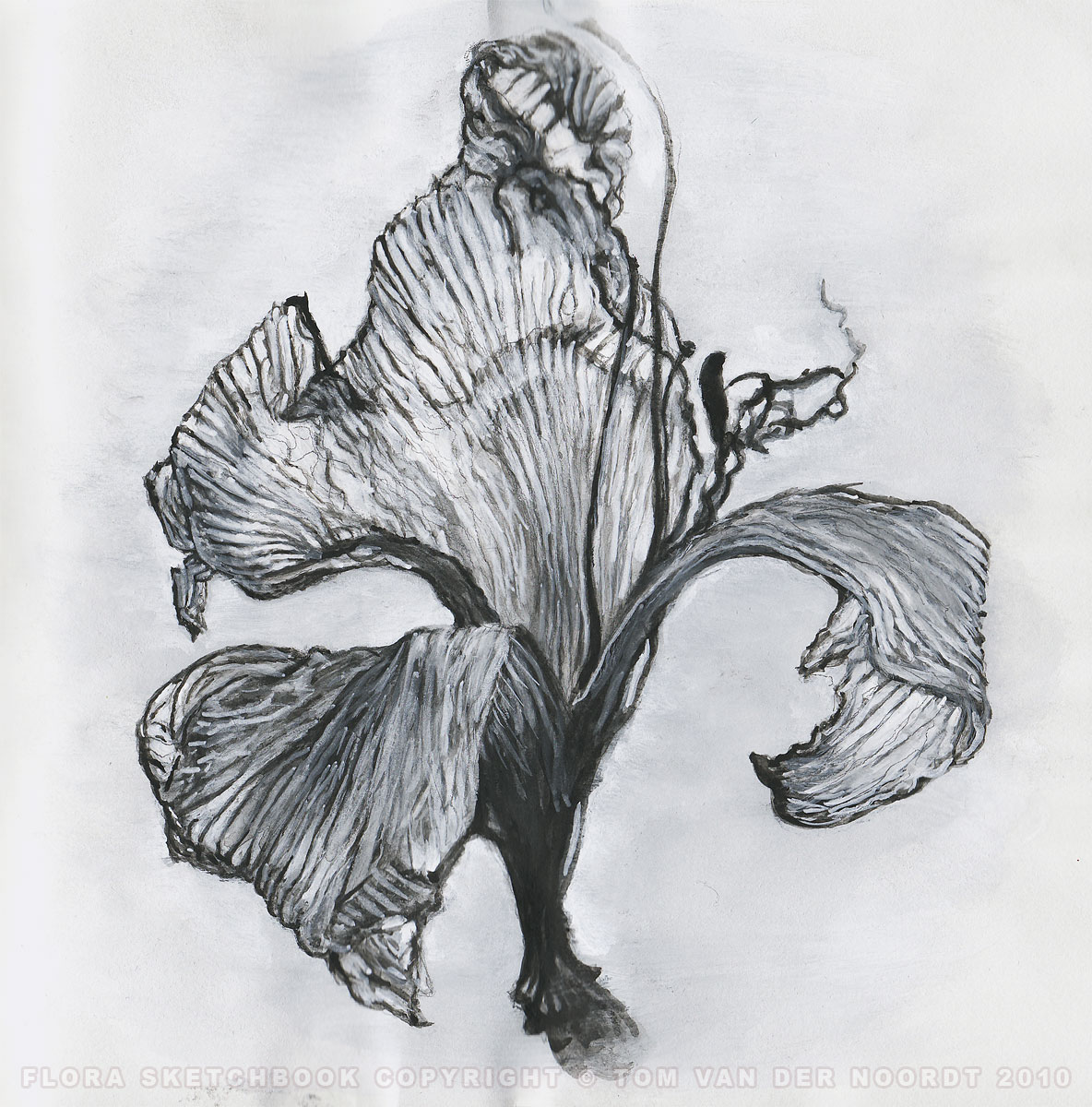 lilies-dried-05b-flora-sketchbook-pagedetail