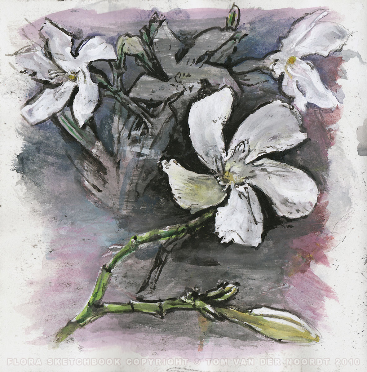 oleander-bush-06a-flora-sketchbook-pagedetail