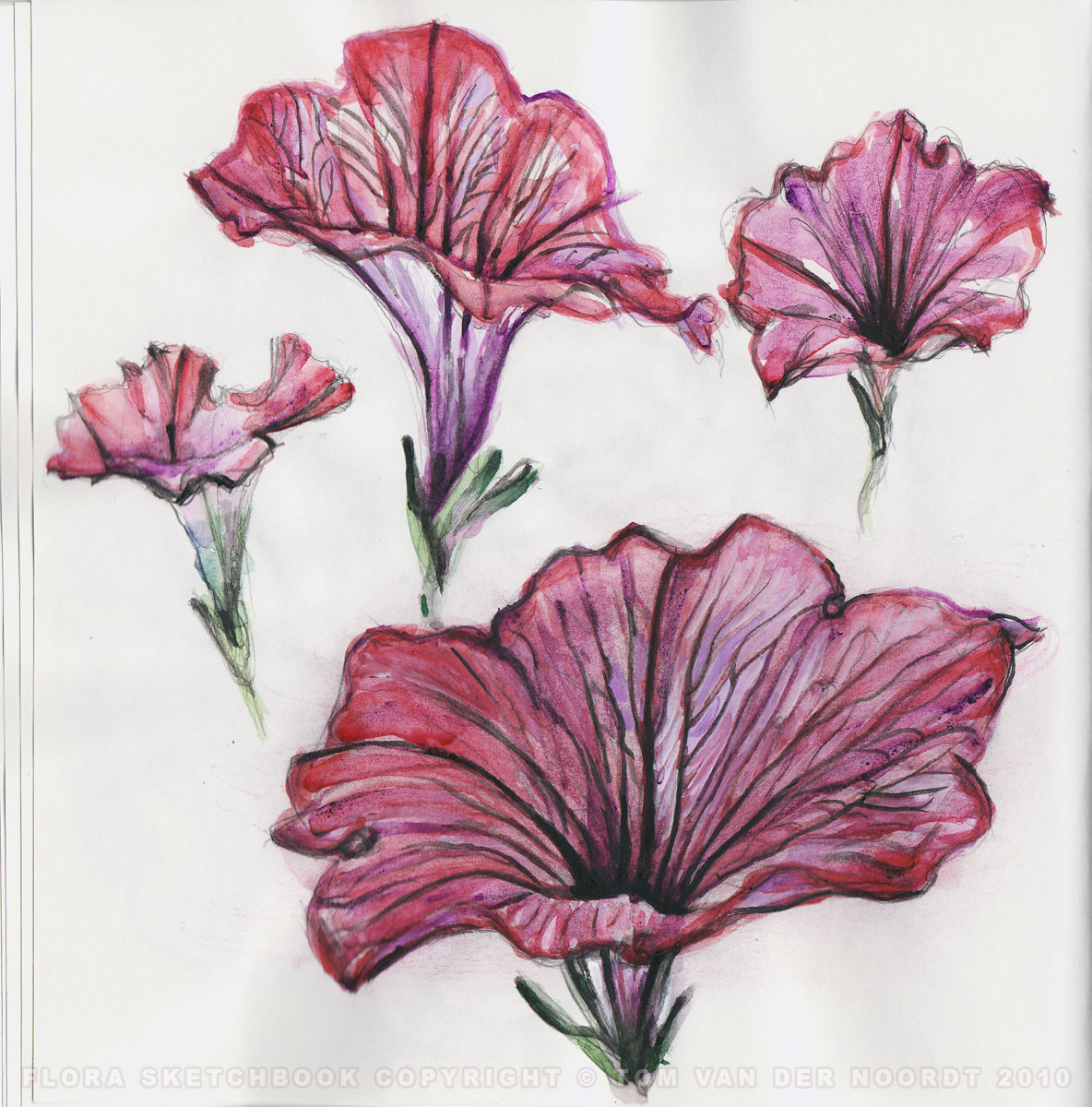 petunias-19a-flora-sketchbook-pagedetail