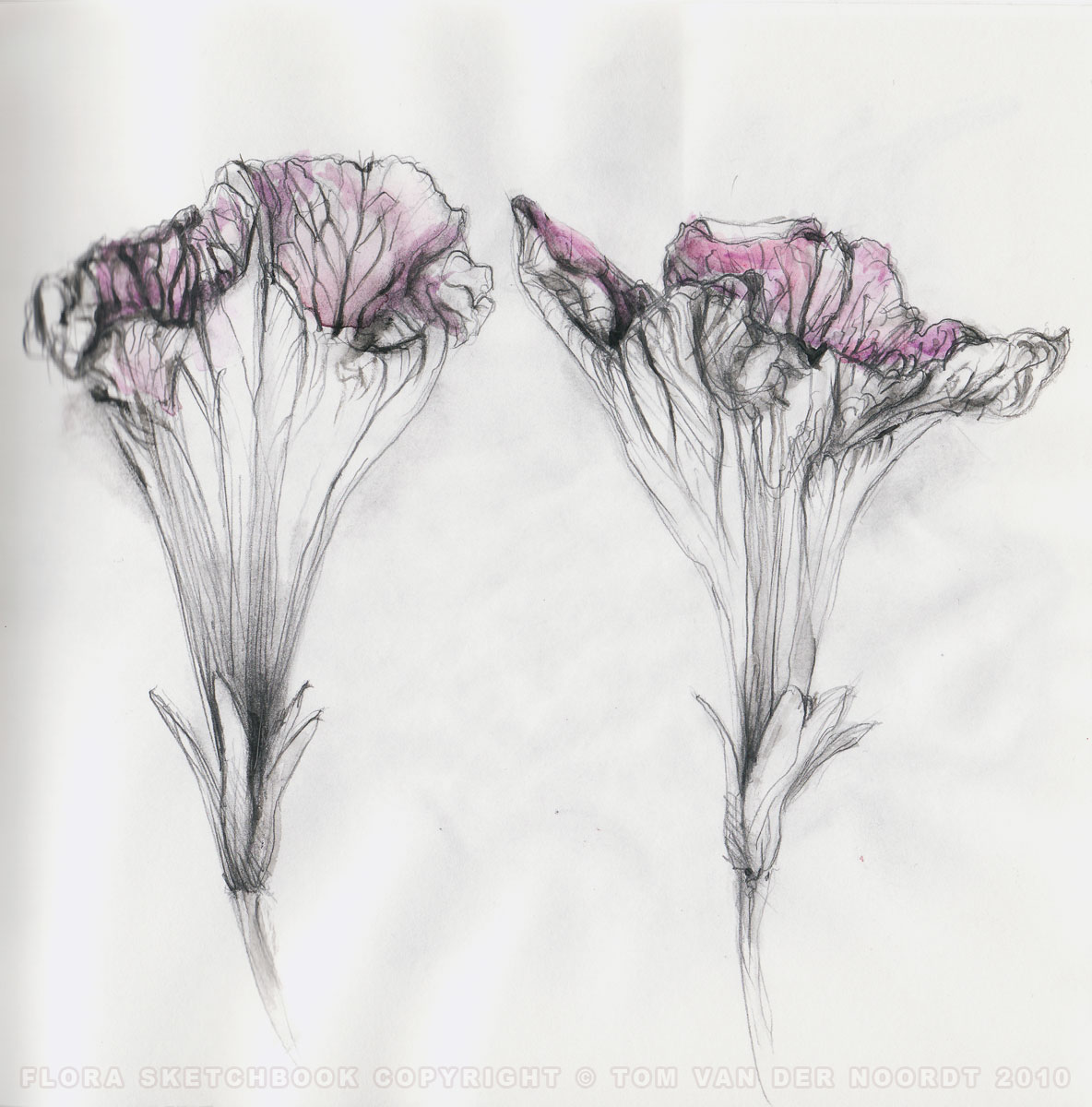 petunias-19b-flora-sketchbook-pagedetail