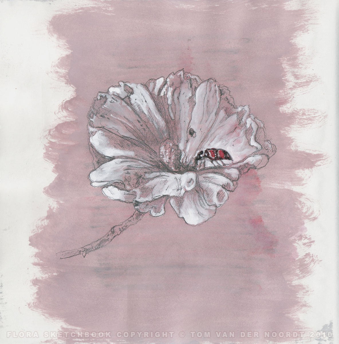 poppy-02a-flora-sketchbook-pagedetail