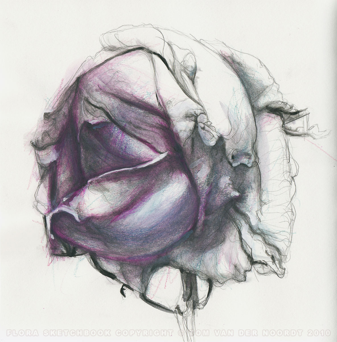 dried-rosebud-17a-flora-sketchbook-pagedetail