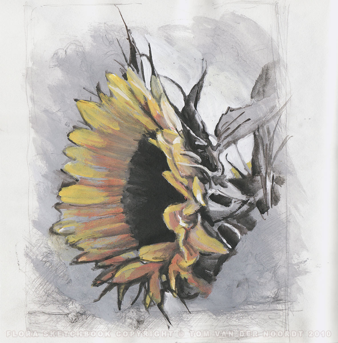 sunflower-24a-flora-sketchbook-pagedetail