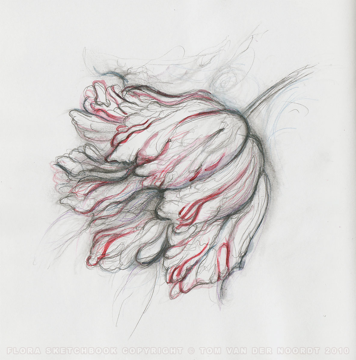 tulip-23a-flora-sketchbook-pagedetail