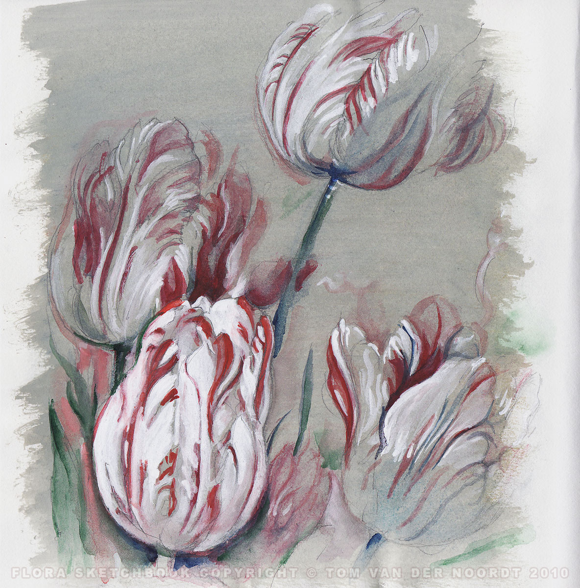 tulips-22a-flora-sketchbook-pagedetail