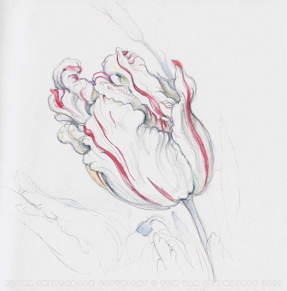 tulips-22b-flora-sketchbook-pagedetail