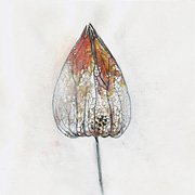lampion